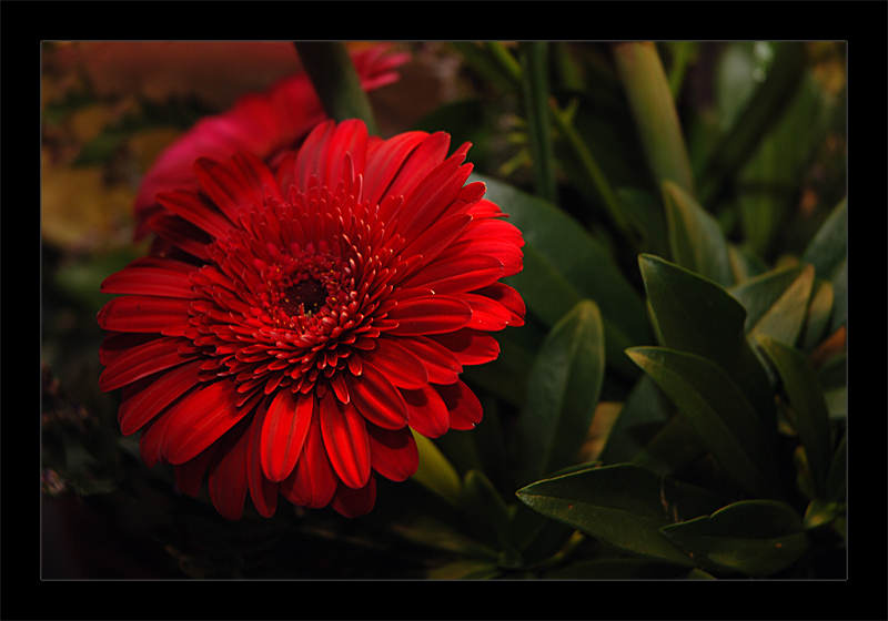 800redflower.jpg
